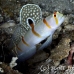 shrimpgoby_randalls_cr_hsb_r_h_0337_kom3338.jpg